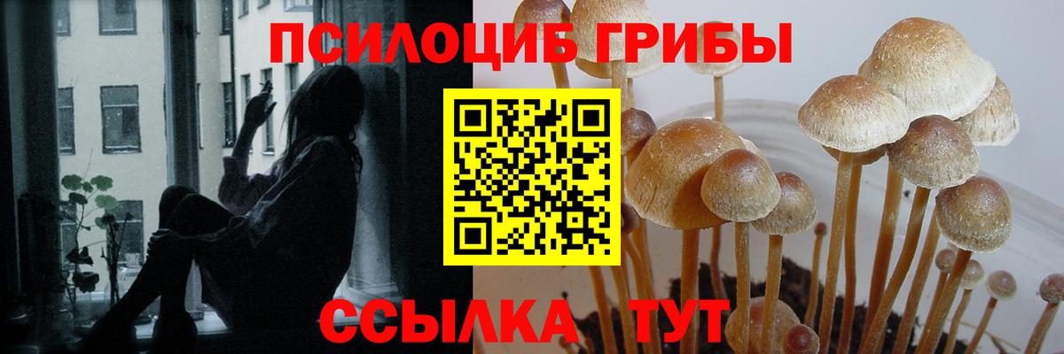 Галлюциногенные грибы Psilocybine cubensis Кольчугино